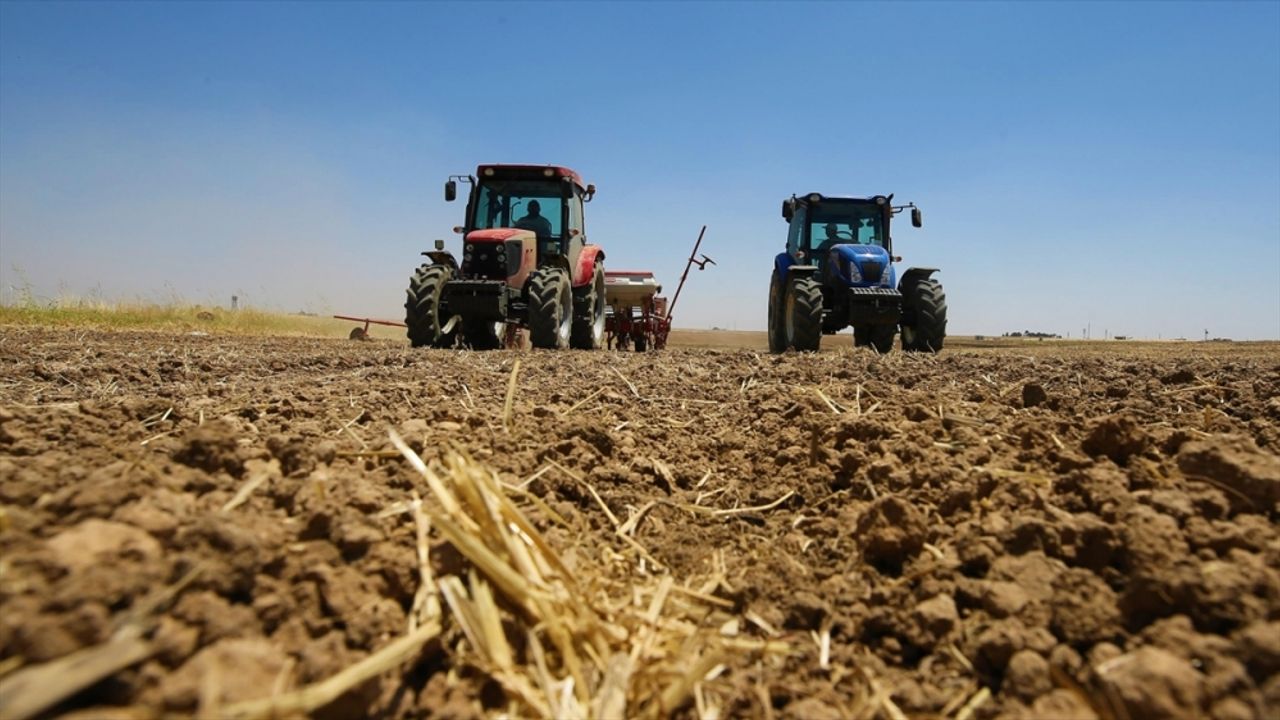 Mardin'de buğday hasadı bitmeden mısır ekimi başladı