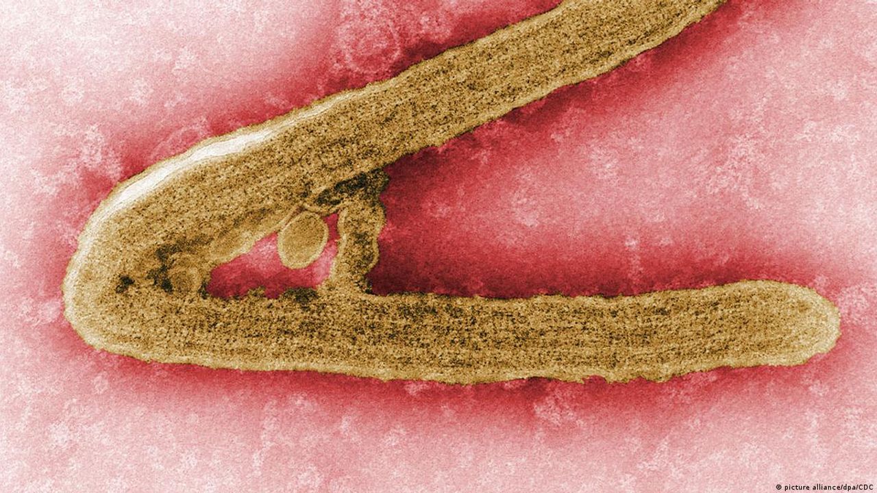 Dünyanın yeni kabusu "Marburg Virüsü"