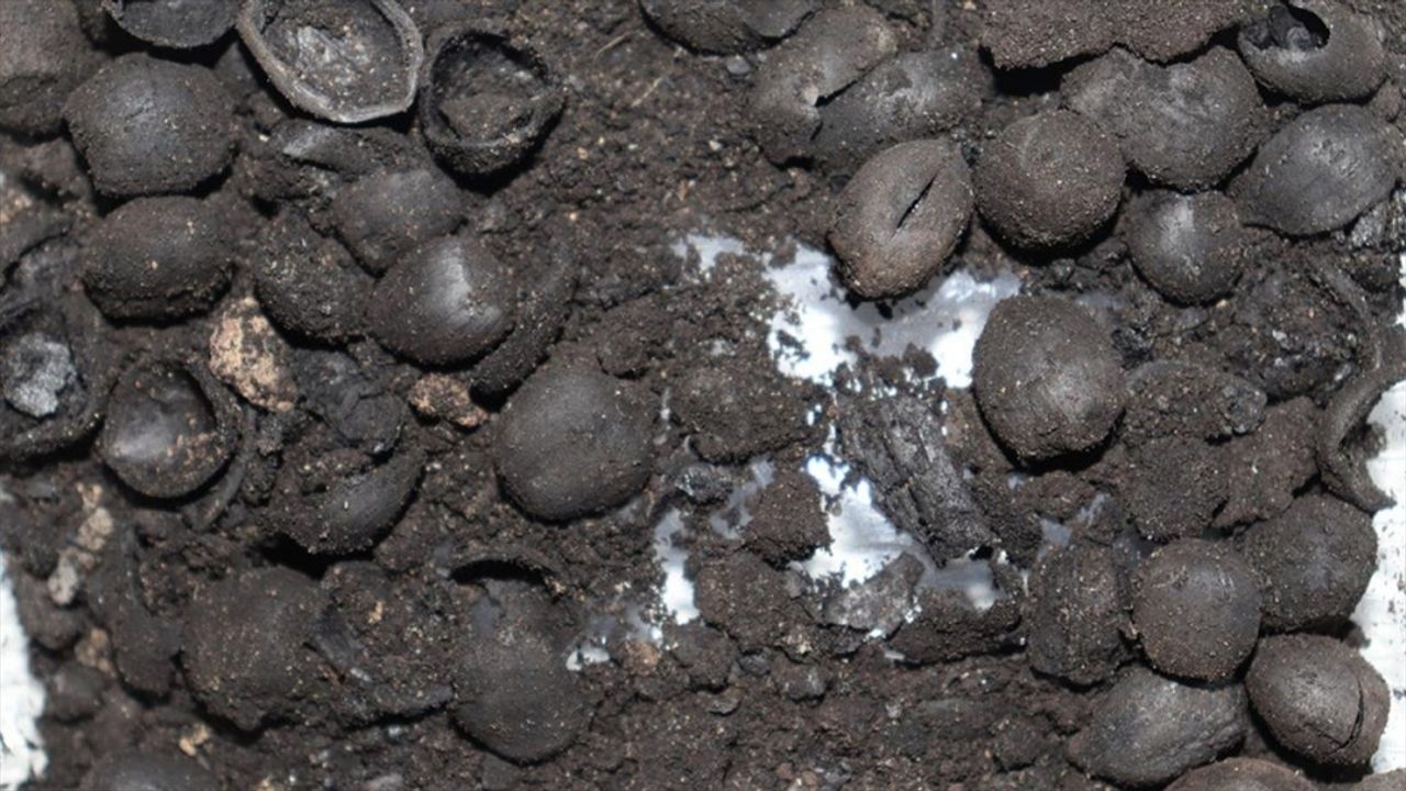 Kütahya'da 4 bin 200 yıllık fındık kalıntıları bulundu