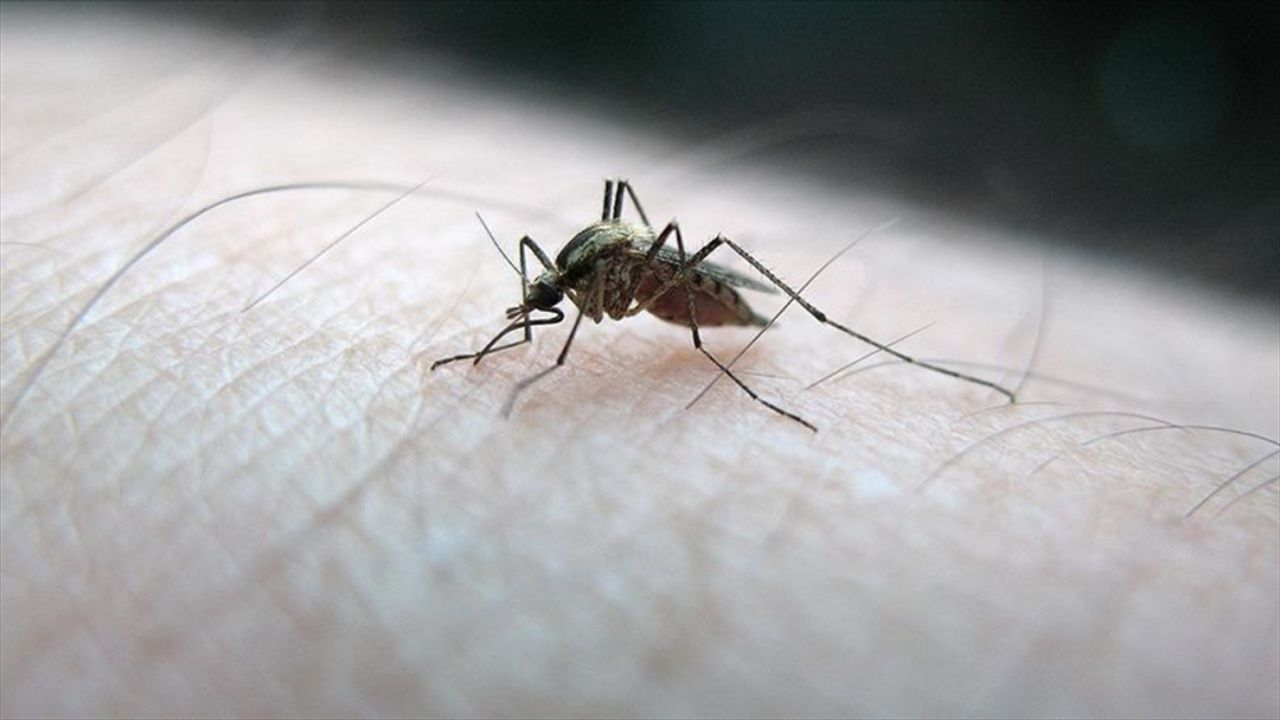 Sivrisineklerin insan kokusunu ayırt ettiği belirlendi