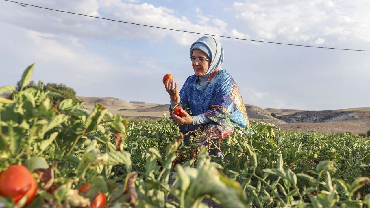 Emine Erdoğan tarladan domates topladı