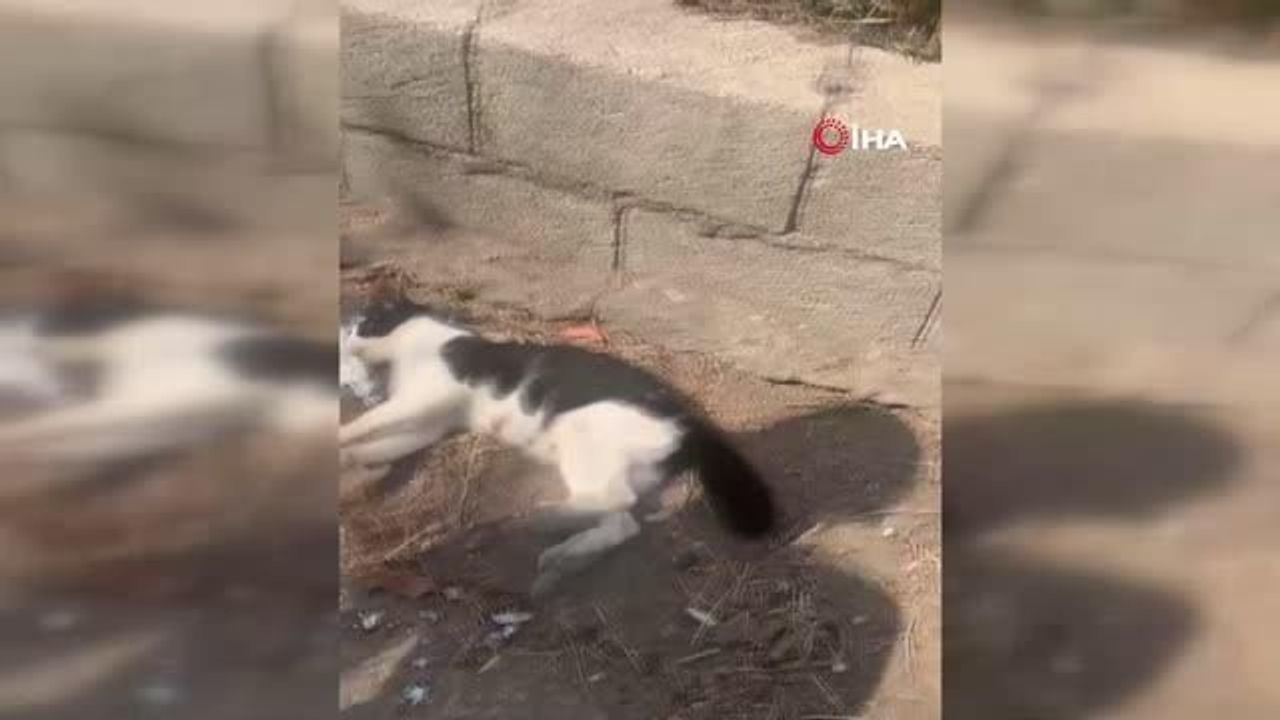 Hatay'da sokak kedileri zehirlenerek öldürüldü