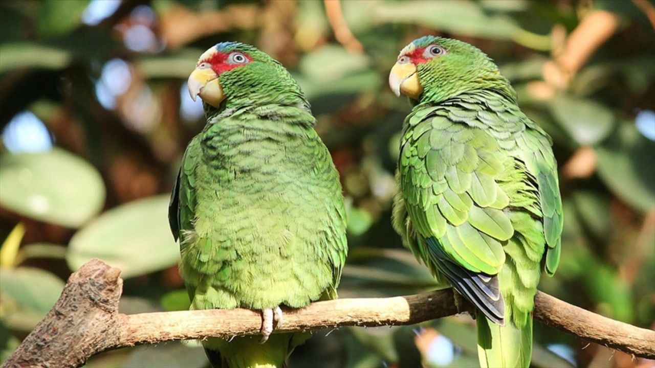 Yeşil papağanlar biyolojik çeşitliliğe zarar verebilir' uyarısı