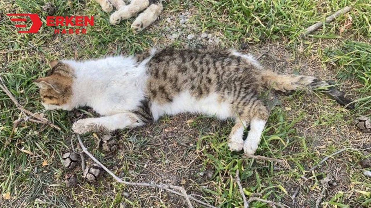 Edirne'de öldürülmüş 15 kedi bulundu