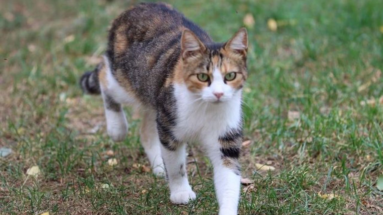 Malatya'da kediyi fırında yakarak öldüren cani tahliye edildi