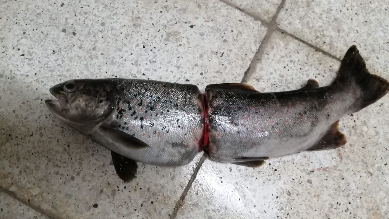 Pet şişeler balık katliamına yol açıyor