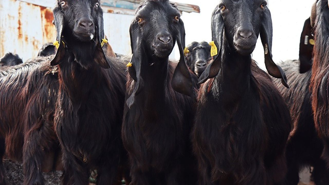 7 yerli keçi ırkı koruma altına alındı