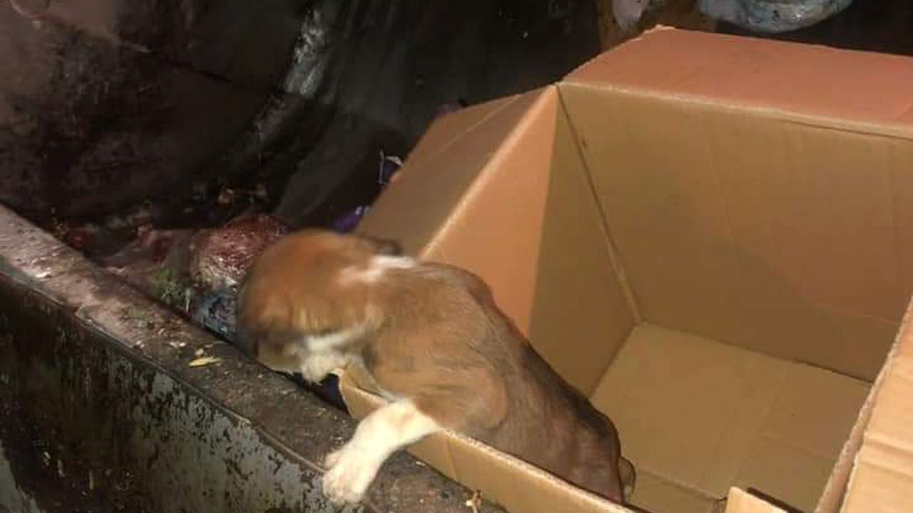 Çöp konteynerine atılan köpek yavrularını temizlik personeli kurtardı