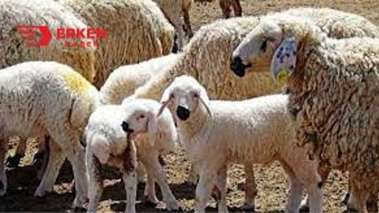 Şanlıurfa'da koyunları çaldıkları iddia edilen 2 kişi yakalandı