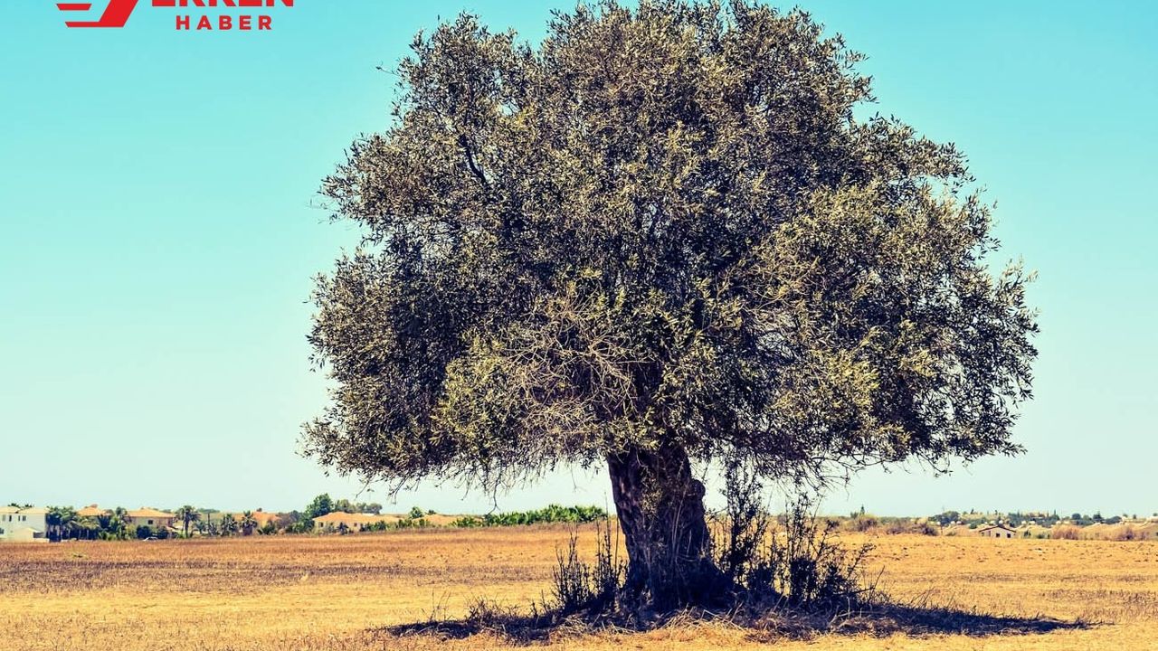 Kerkük'te 140 yıllık zeytin ağacı satışa çıkarıldı
