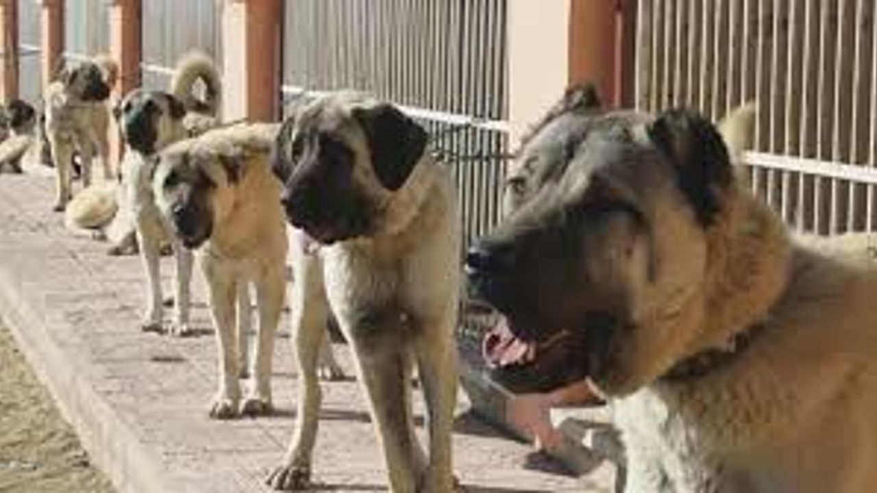 Köpek dövüştüren 31 kişi gözaltına alındı