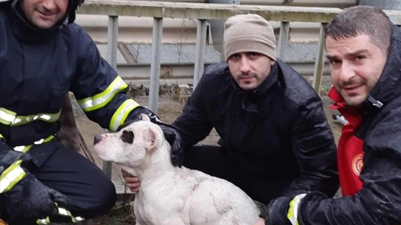 Artvin'de dereye düşen yaralı köpeği itfaiye kurtardı