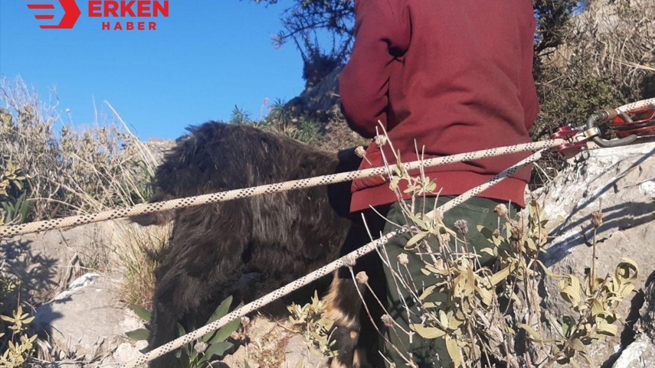 Mahsur kalan keçiyi AKUT ekibi kurtardı