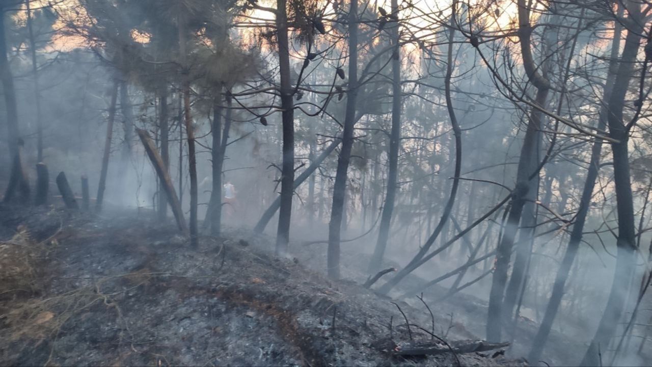 Sakarya'da orman yangını kontrol altına alındı