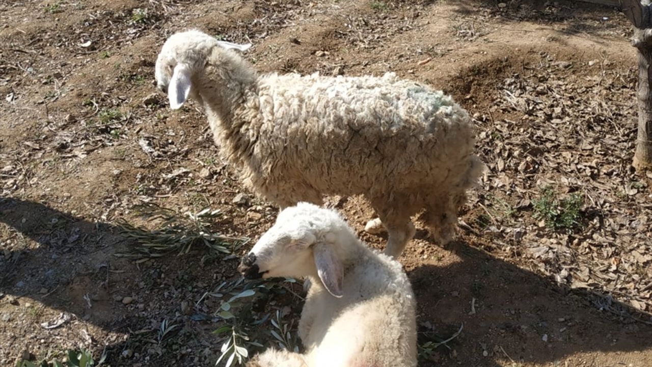 Depremin 17. gününde 2 koyun canlı çıkarıldı