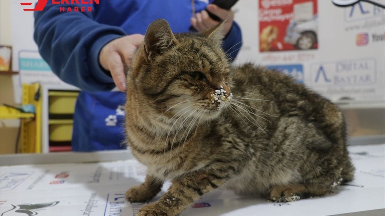 Gaziantep'te enkazdan kurtarılan kedi tedaviye alındı