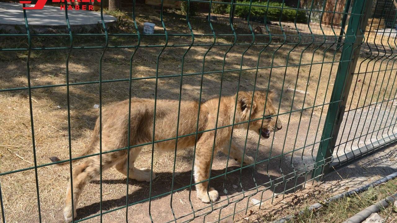 Aslan küpremesi hayvanat bahçesini kapattırdı