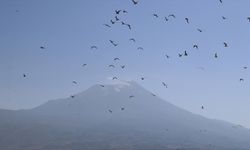 Ağrı Dağı eteğindeki Doğubayazıt Sazlığı'nda 141 kuş türü yaşıyor