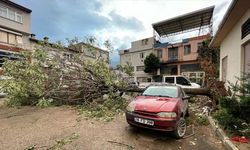 Bursa'da lodos nedeniyle bir ağaç araçların üzerine devrildi