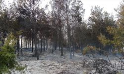 Tekirdağ'da çıkan orman yangını söndürüldü