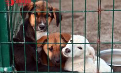 İstanbul'da hayvan barınağı için yerel yönetimlere arazi tahsis edilecek