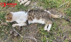 Edirne'de öldürülmüş 15 kedi bulundu