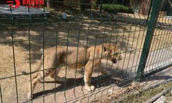 Aslan küpremesi hayvanat bahçesini kapattırdı