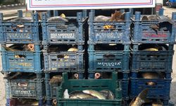 Elazığ'da kaçak avlanan 1.4 ton balık ele geçirildi