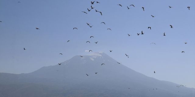 Ağrı Dağı eteğindeki Doğubayazıt Sazlığı'nda 141 kuş türü yaşıyor