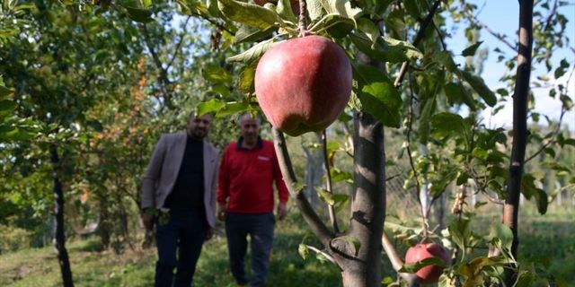 1200 ton meyve üreten Karslı köylüler pazar sorunu yaşıyor