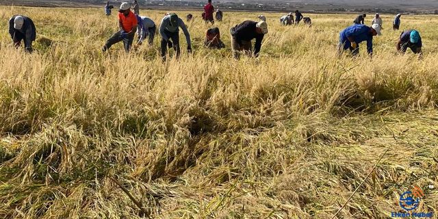 Karacadağ pirinci hasadı başladı