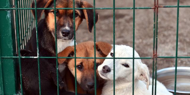İstanbul'da hayvan barınağı için yerel yönetimlere arazi tahsis edilecek