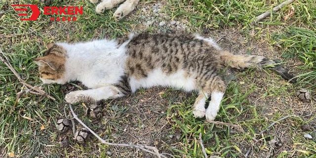 Edirne'de öldürülmüş 15 kedi bulundu