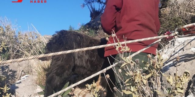 Mahsur kalan keçiyi AKUT ekibi kurtardı