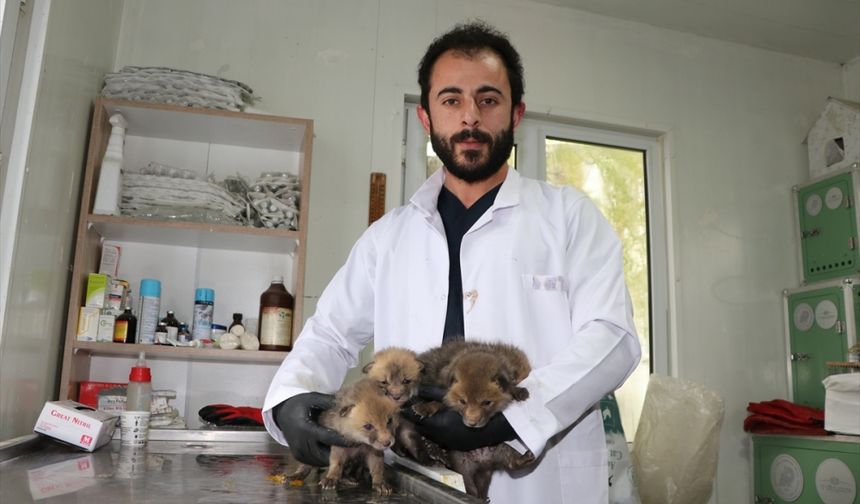 Erzurum'da öksüz kalan 4 tilki yavrusu korumaya alındı