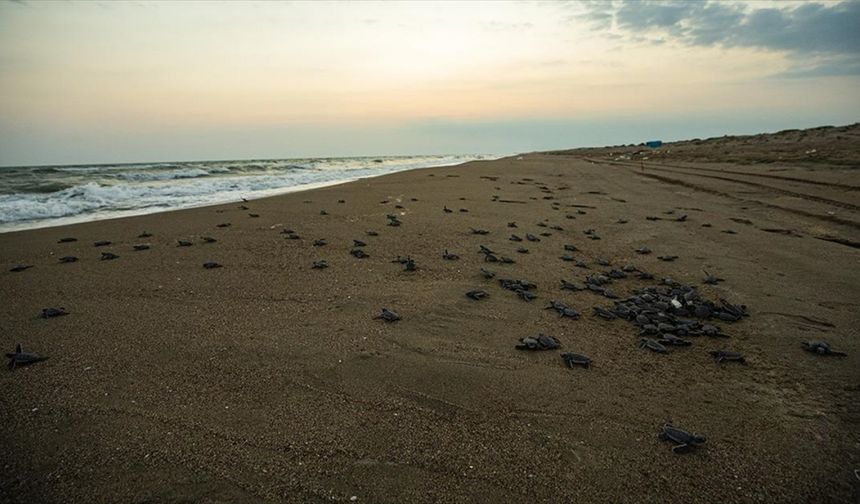Kaplumbağaların suyla buluştuğu Adana'daki kumsalda yavru çıkışları sürüyor