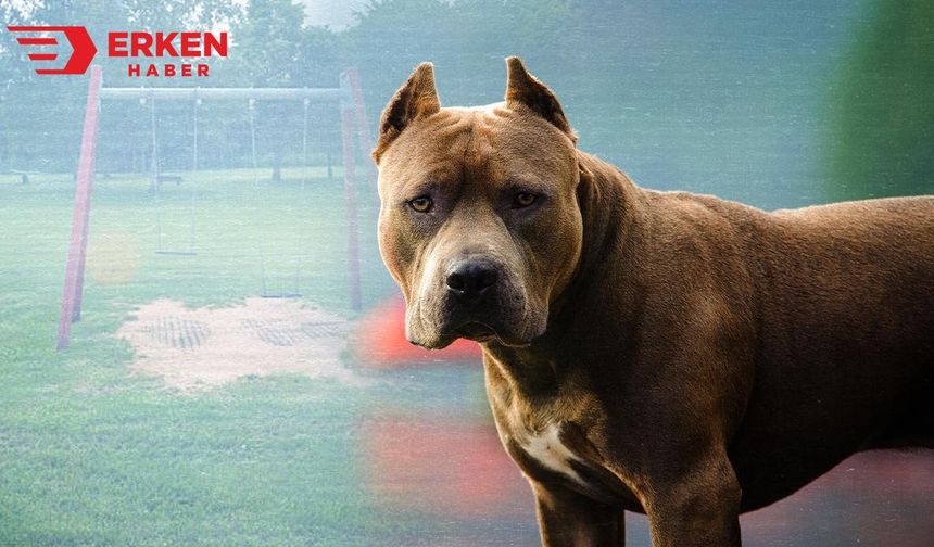 Muş'ta köpek dövüştüren 3 şüpheliden biri tutuklandı